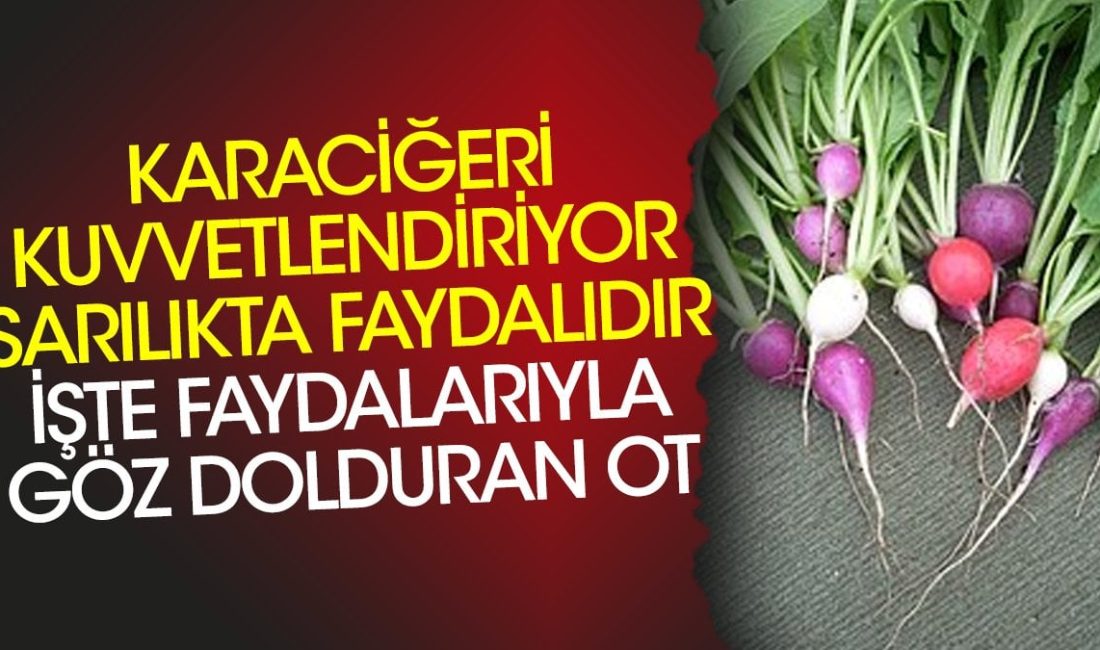 Karaciğeri kuvvetlendiriyor, sarılıkta faydalıdır: