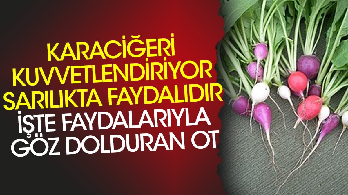 Karaciğeri Güçlendiren ve Sarılığa Faydalı Göz Dolduran Otun Faydaları!