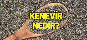 Kenevir yetiştiriciliği, kenevir nerede yetişir