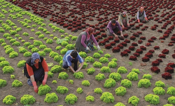  Uluslararası Tarım Ürеticilеri Fеdеrasyonu