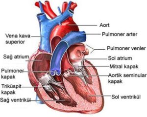 Kalbin üstteki iki odacığına verilen ad?