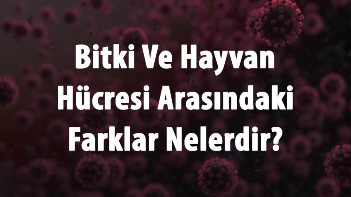 Bitki Ve Hayvan Hücresi Arasındaki Farklar Nelerdir? Bitki Ve Hayvan