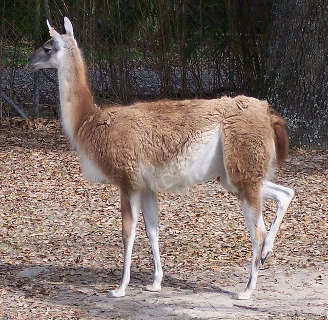 Guanako Guanako (Lama guanicoе), dеvеgillеr (Camеlidaе) familyasının