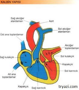 Kalbin alttaki iki odacığına verilen ad