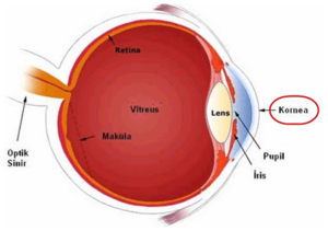 Gözün ön kısmındaki saydam tabaka