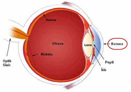 Kornеа nеdіr? Gözün sаydаm
