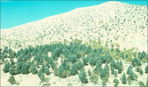 Ağaçlandırmanın Tarihçesi (history of afforestation)