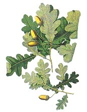 Quercus libani (Lübnan Meşesi)  Quercus trojana (Makedonya Meşesi)  Quercus cerris