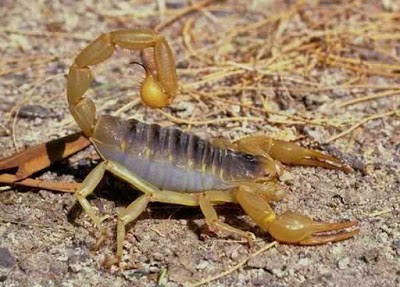 scorpion