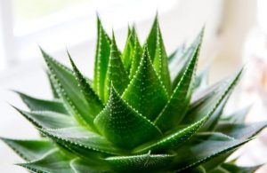 AloeVera nedir? Faydaları Nelerdir?