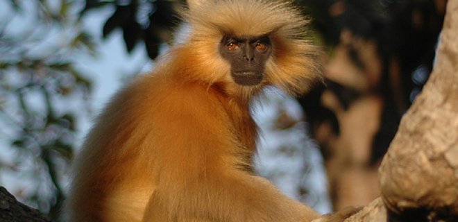 altin-basli-langur.jpg