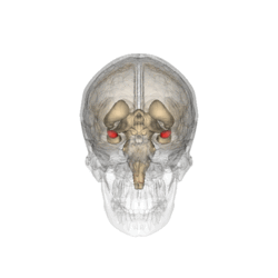 Amigdala (Latince: corpus amygdaloideum) beynin medial temporal lobunun derinlerinde yerleşen