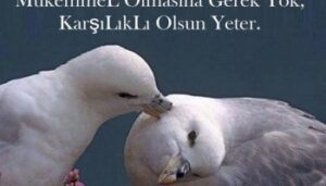 En Anlamlı Aşk Sözleri Yeni Aşk Mesajlari Kısa Anlaml…!