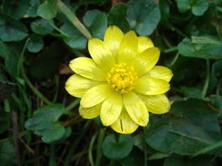 Basur otu (Ranunculus ficaria)  Erken çiçek açan parlak sarı renkli