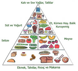 Besin piramidi nedir?