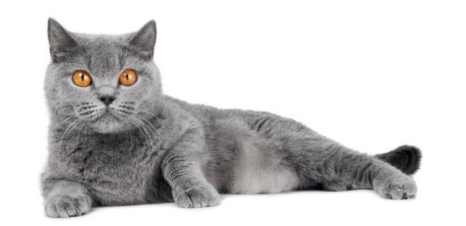 British Shorthair 