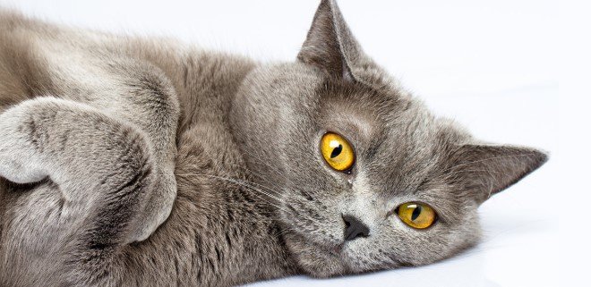 British Shorthair 