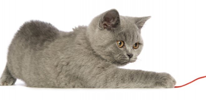 British Shorthair 