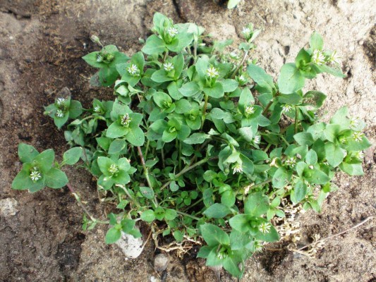 KUŞ OTU Orjinal Adı:Stellaria