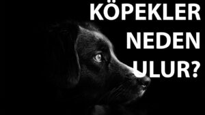 Köpekler ezan okunurken neden ulur