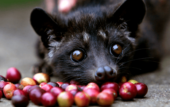 kopi luwak kahvesi 554x350 Dünyadaki En Pahalı 10 Kahve 