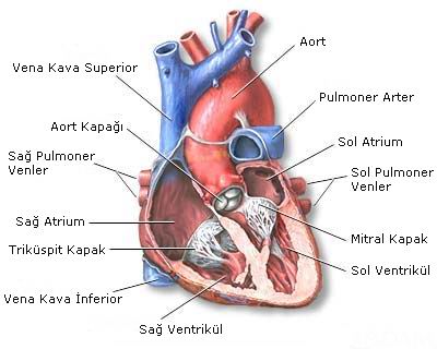 Kalbin İçerden Görünümü