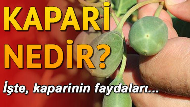 Kapari nedir? Kaparinin faydaları