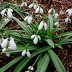 Kardelen (Galanthus ssp. byzantinus): Bu güzel kardelen türü Türkiye’nin kuzeybatısına