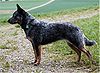 Australian Cattle Dog Naava.jpg