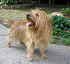 Australian Terrier2.jpg