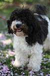 Havanese black particolour.jpg