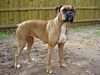 Boxer female brown.jpg