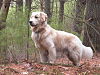 Golden Retriever standing Tucker.jpg