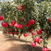 Nar (Punica granatum), kınagiller (Lythraceae) familyasından içinde küçük çekirdekler ve