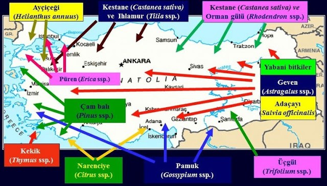 A- Bal Balın Tanımı