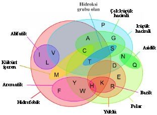 proteinlerin-yapi-tasi-aminoasitler-3