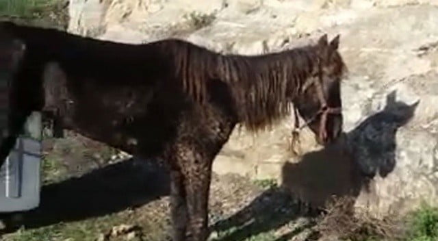 Ruam hastalığı nedir, belirtileri neler” merak ediliyor. Halk arasında ‘mankafa’