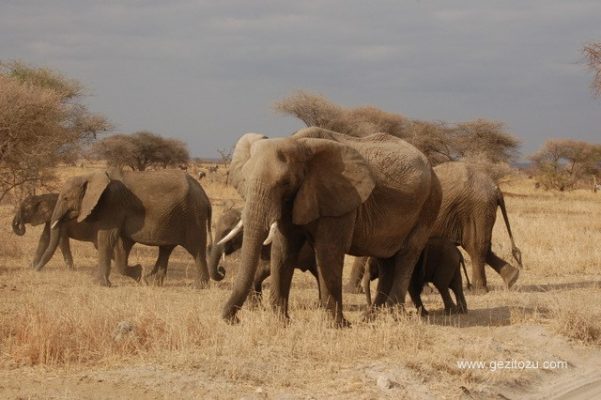 Çok eski tarihlerde Avrupalı keşifçilerin çıktıkları avlanma seyahatine “safari” denmiş,