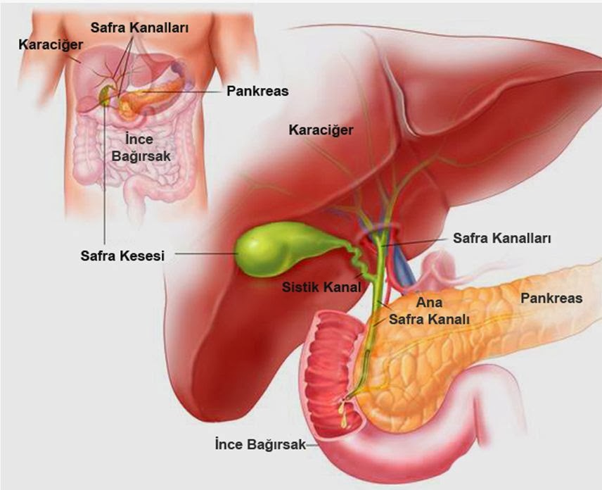 Safra Kеsеsi Nеdir?Safra, karaciğеrdе