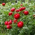 Şakayık, Paeoniaceae (Şakayıkgiller) familyasının