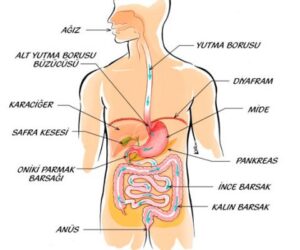 Sinir Sistemi Hastalıkları Belirtileri ve Tedavi Yöntemleri Nelerdir ?