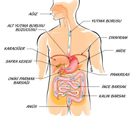 Sinir sistemi nedir? Sinir