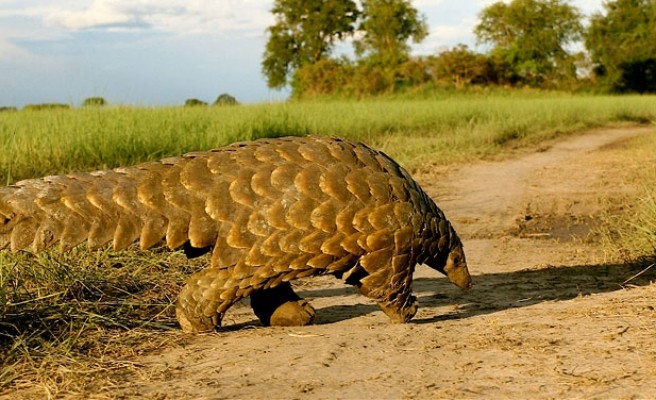 soyu tükenen hayvanlar pangolinler