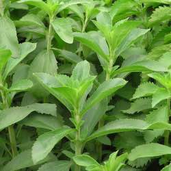 stevia-bitkisinin-yararlari