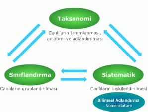 taksonomi-nedir-31