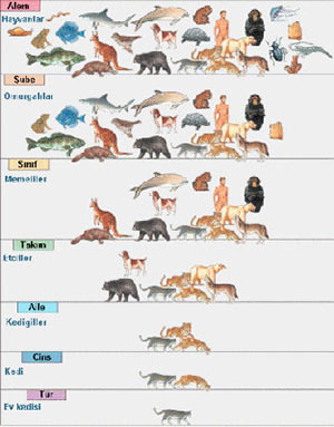 Taksonominin anlamı Dünya üzerindeki tüm canlıların sınıflandırılma işlemine ”taksonomi” adı
