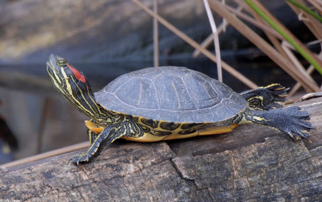 Kartallar, atmacagiller (Accipitridae) familyasına üyedir. Kartal türleri çok geniş bir