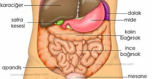 Karındaki Organlar