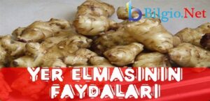 Yer elması nerelerde ve nasıl yetişir faydaları nelerdir