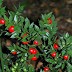 Tavşan memesi, Yaban mersini (Ruscus aculeatus) Türkiye’nin kuzeyinde ve batısında